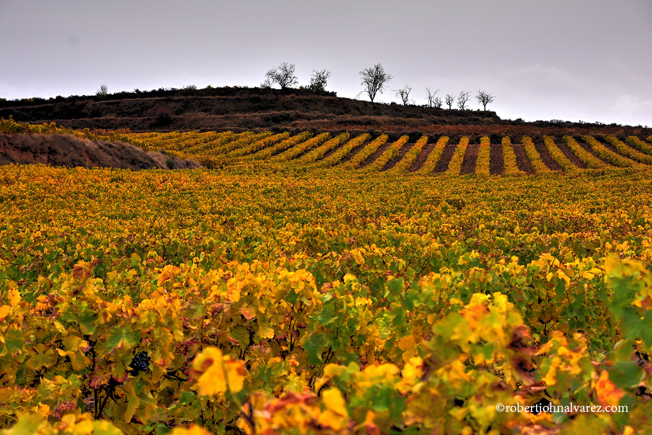 4 Days in Rioja